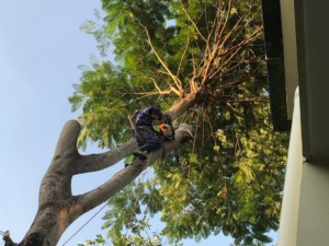 thợ cưa cây quận 1 