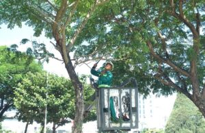 Báo giá cưa cây tại quận 6