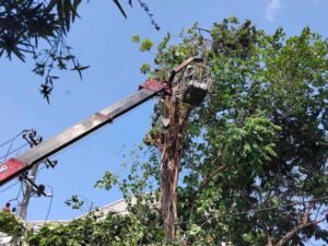 Dịch vụ cưa cây quận 6