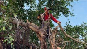 Đơn vị cưa cây xanh tại quận 7