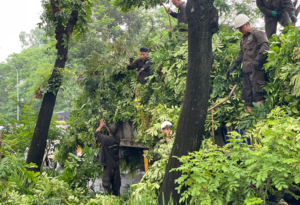 Dịch vụ cưa cây quận tân bình