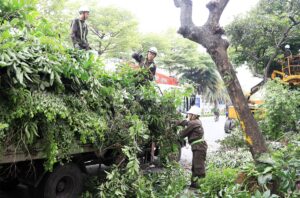 Công ty cưa cây quận tân bình