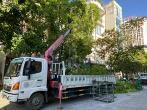Bảng giá cưa cây tại quận tân bình