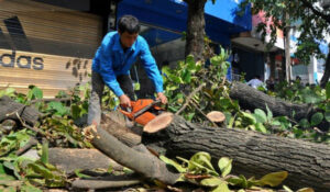 Công ty cưa cây tại tphcm