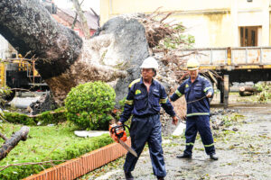 Chi phí cưa cây tại tpchm
