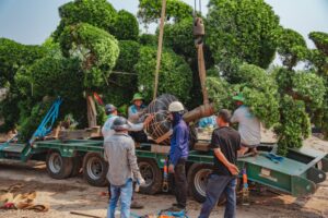 Di dời cây xanh tại tphcm