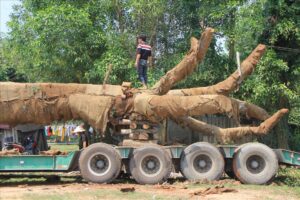 DI DỜI CÂY XANH TẠI QUẬN 1