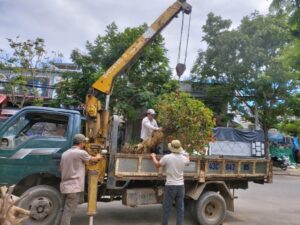 Chi phí di dời cây xanh