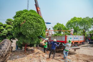 Công ty di dời cây xanh tại tphcm