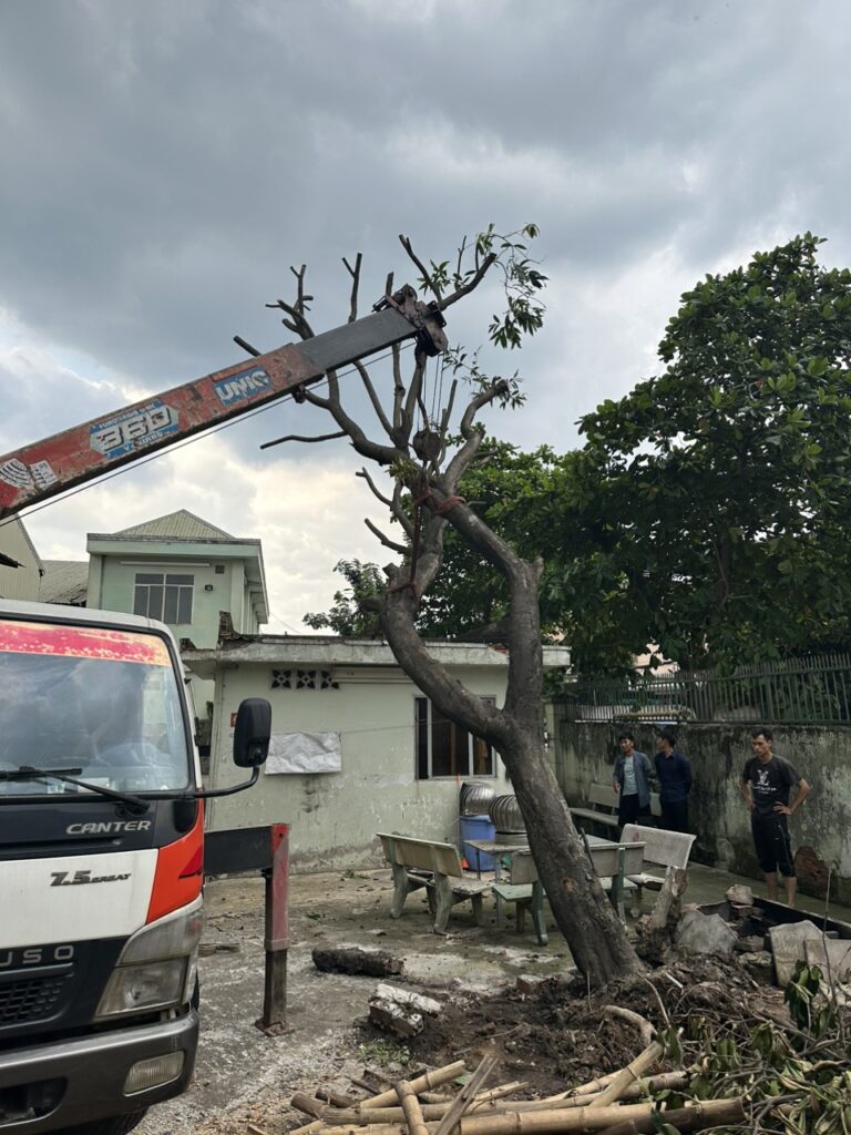 DI DỜI CÂY XANH TẠI QUẬN 2