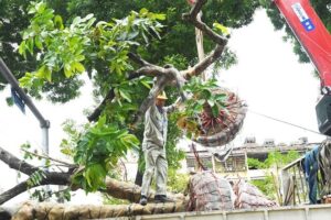 Chi phí di dời cây xanh 2026