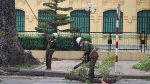 Chi phí di dời cây xanh tại tphcm