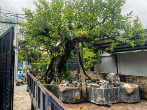 Chi phí di dời cây xanh tại tphcm