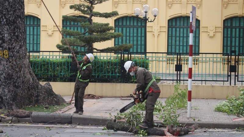 CÔNG TY CƯA CÂY XANH QUẬN 2