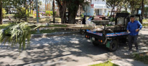 Đơn vị chuyên di dời cây xanh tại tphcm