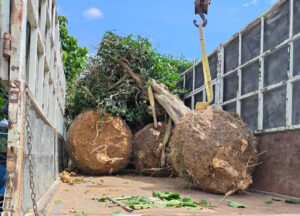 Chi phí di dời cây xanh trọn gói