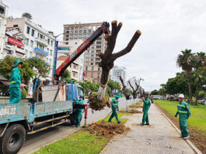 Di dời cây xanh tại tphcm chuyên nghiệp