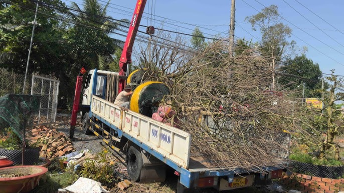 DI DỜI CÂY XANH TẠI QUẬN 2