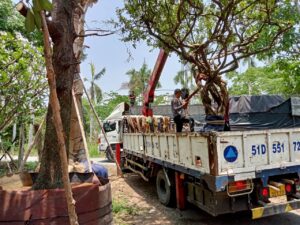 Chi phí di dời cây xanh mới nhất