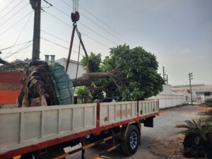 QUY TRÌNH DI DỜI CÂY XANH AN TOÀN VÀ HIỆU QUẢ