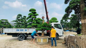 QUY TRÌNH DI DỜI CÂY XANH AN TOÀN VÀ HIỆU QUẢ