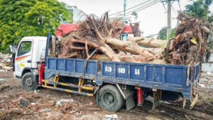 QUY TRÌNH DI DỜI CÂY XANH AN TOÀN VÀ HIỆU QUẢ