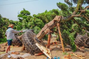 QUY TRÌNH DI DỜI CÂY XANH AN TOÀN VÀ HIỆU QUẢ