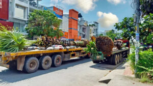 QUY TRÌNH DI DỜI CÂY XANH AN TOÀN VÀ HIỆU QUẢ