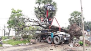 dịch vụ di dời cây xanh