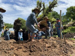 dịch vụ di dời cây xanh chuyên nghiệp