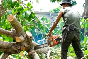 thợ cưa cây quận 10