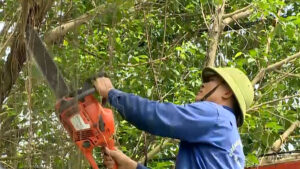 chi phí cưa cây quận 10