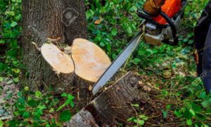 Thợ cưa cây tại quận 11