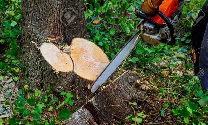 CÔNG TY CƯA CÂY XANH QUẬN 3