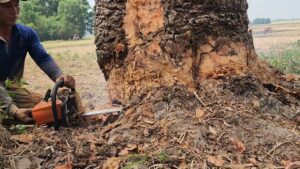 Đơn vị cưa cây tại quận 11