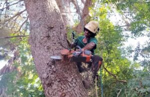 Công ty cưa cây tại quận 11