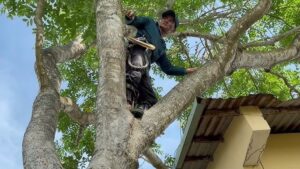 dịch vụ cưa cây quận 12