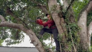 đơn vị cưa cây quận 12