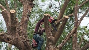 chi phí cưa cây quận 12