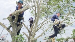 dịch vụ cưa cây quận 8