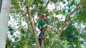 dịch vụ cưa cây quận 8 chuyên nghiệp