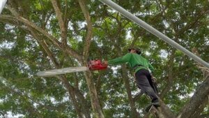 báo giá cưa cây quận 8