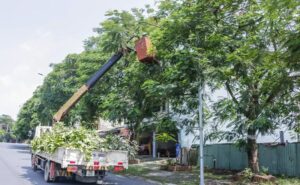 Đơn vị cưa cây quận 9 uy tín