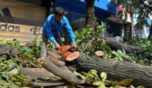 Thợ cưa cây quận 9 chuyên nghiệp