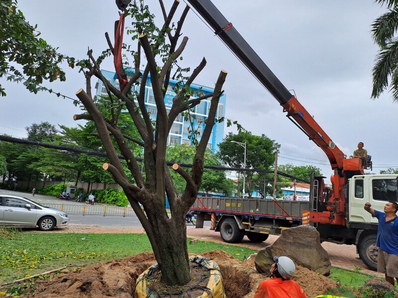DI DỜI CÂY XANH TẠI QUẬN 5