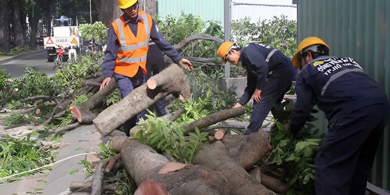 DỊCH VỤ CHẶT CÂY QUẬN 12