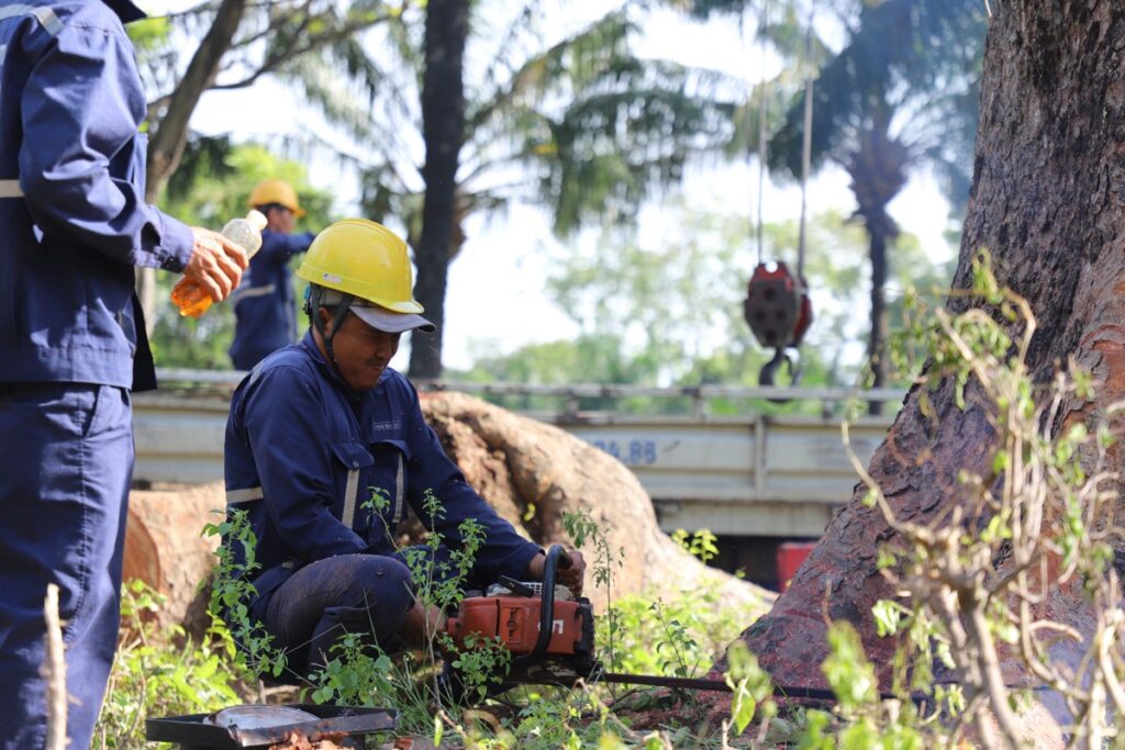 DỊCH VỤ CHẶT CÂY TẠI HÓC MÔN
