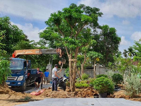 DI DỜI CÂY XANH TẠI QUẬN 5