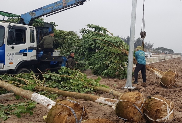 DI DỜI CÂY XANH TẠI QUẬN 6