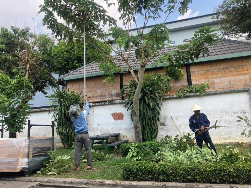 DỊCH VỤ CHẶT CÂY TẠI HÓC MÔN